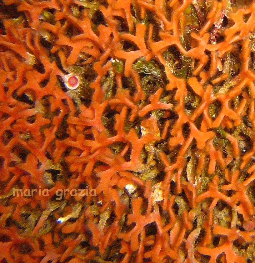 Smittina cervicornis  e Turbicellepora avicularis